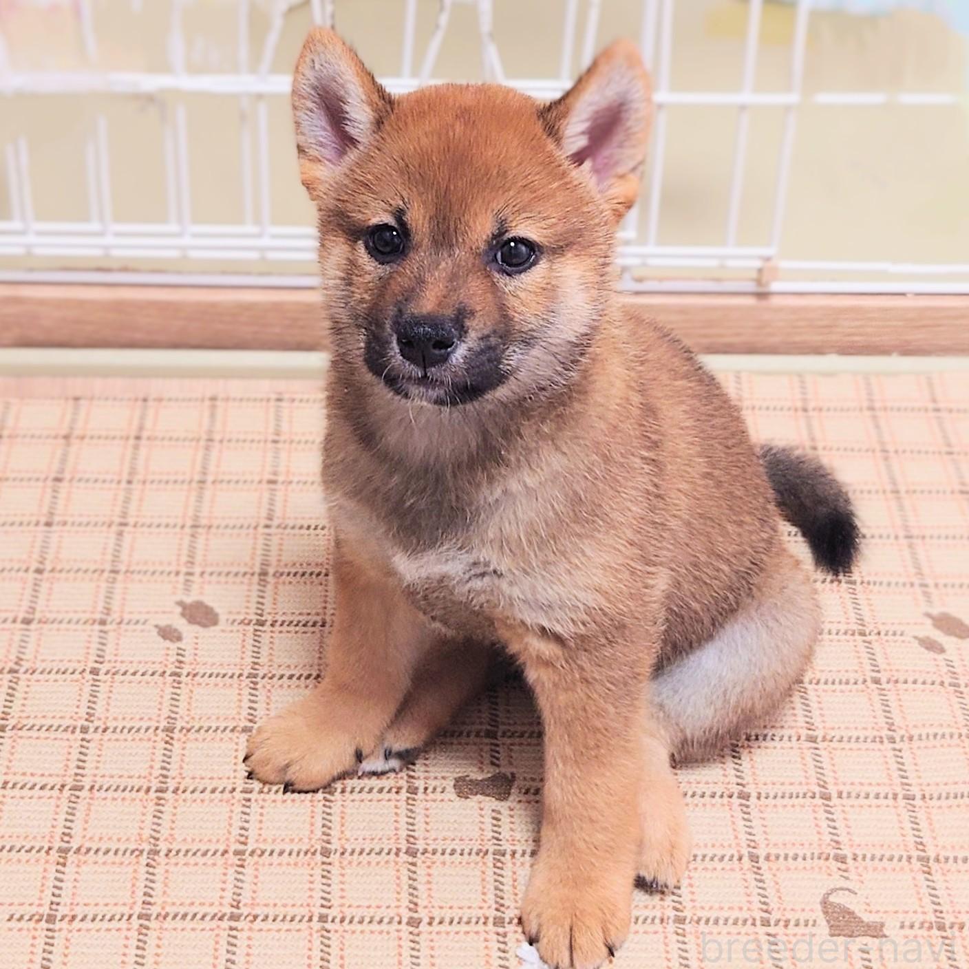 成約済の大阪府の柴犬-389396の4枚目