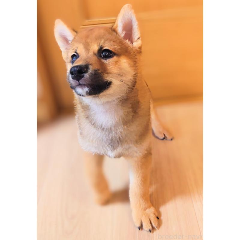 成約済の大阪府の柴犬-389396の3枚目