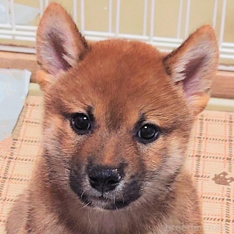 成約済の大阪府の柴犬-389396の2枚目