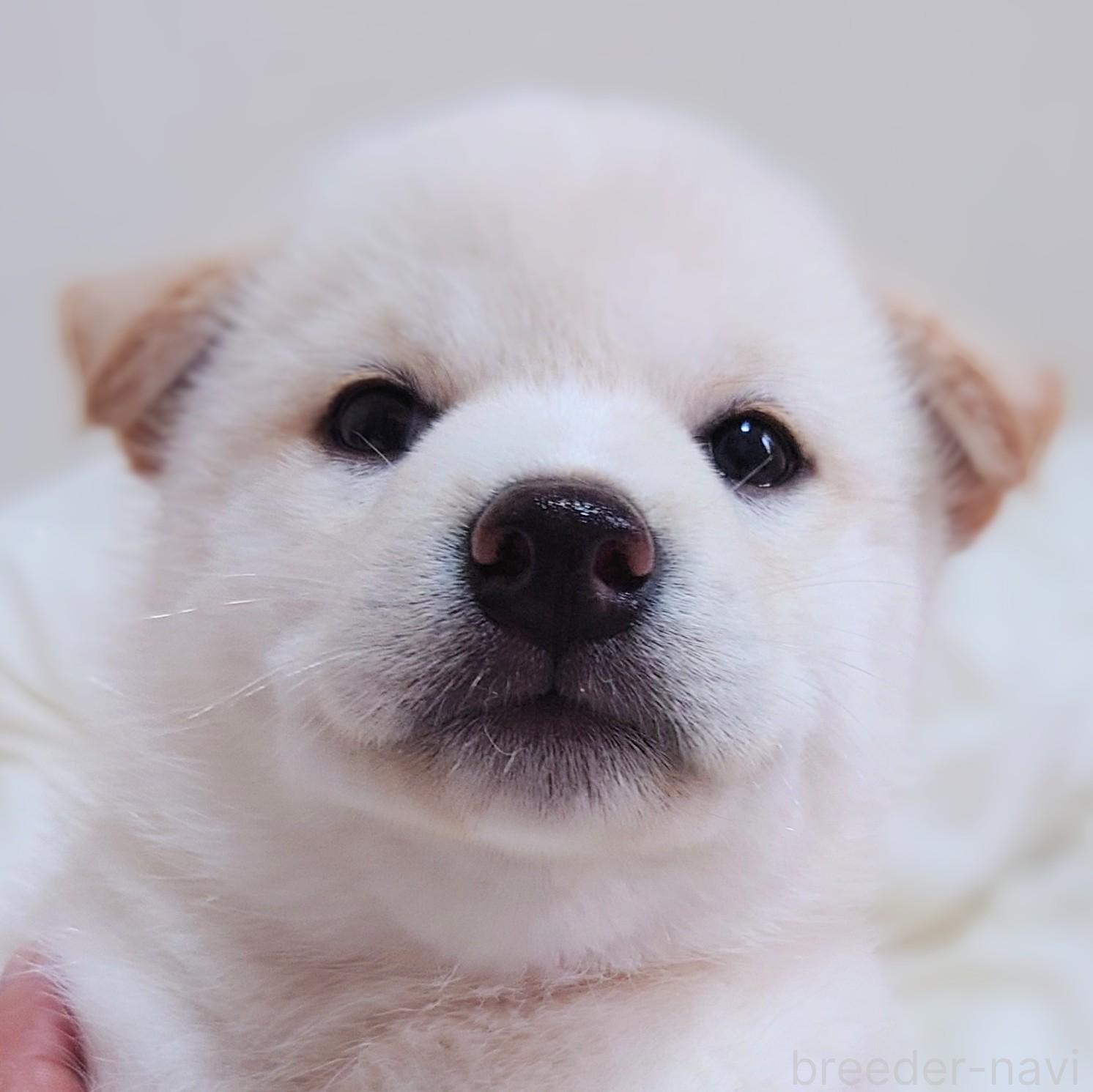 成約済の大阪府の柴犬-393163の10枚目