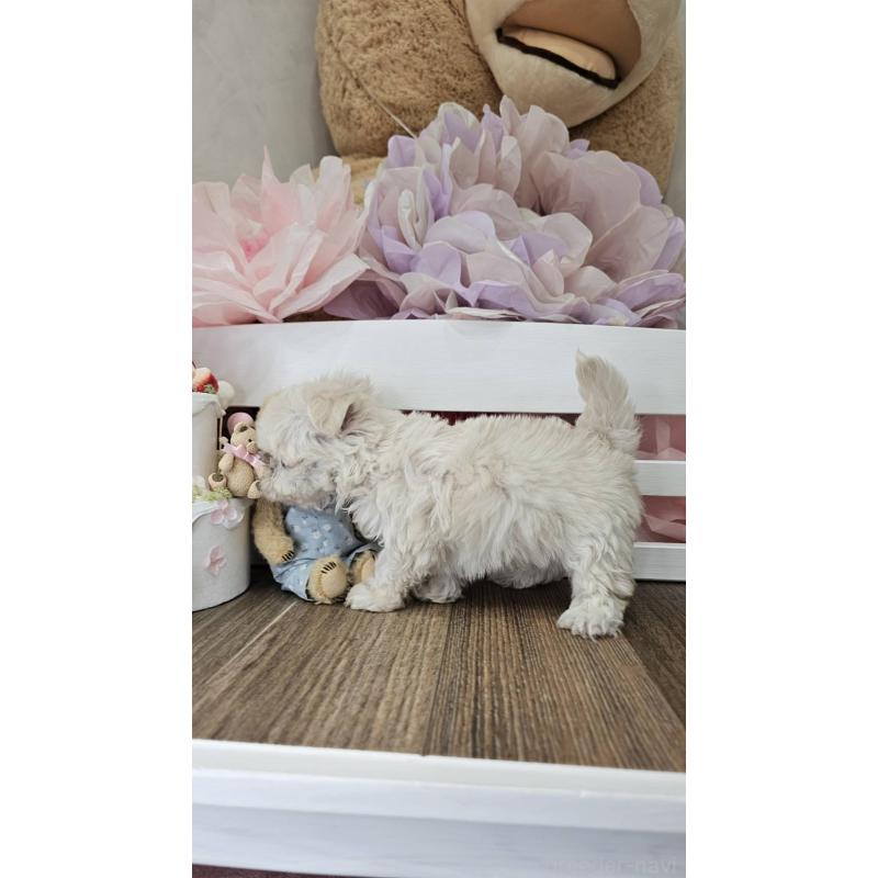 成約済の埼玉県のチワマル:チワワ×マルチーズ-396176の11枚目