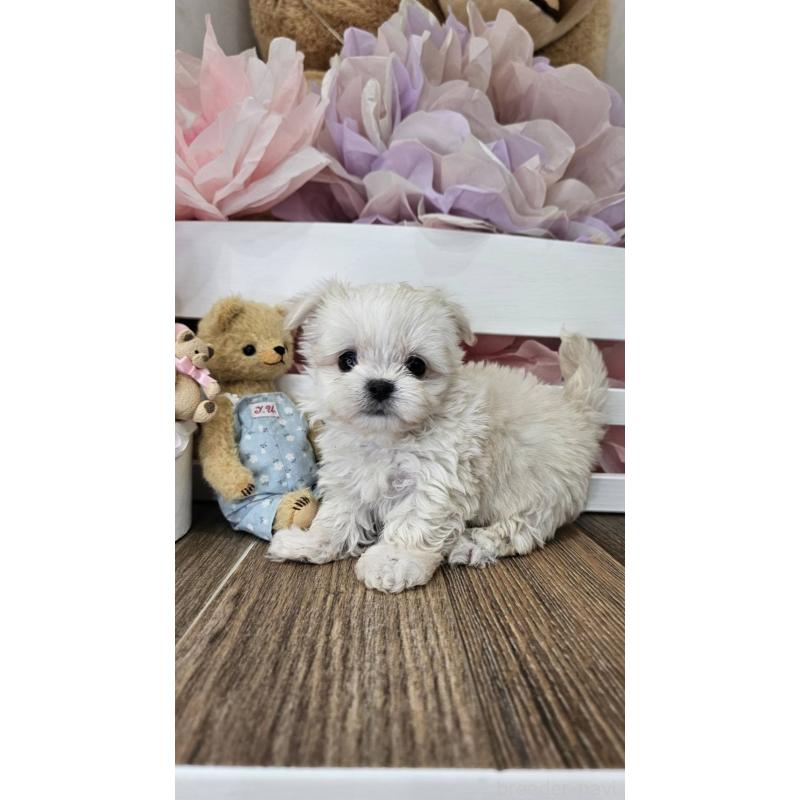 成約済の埼玉県のチワマル:チワワ×マルチーズ-396176の10枚目