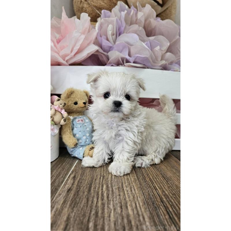 成約済の埼玉県のチワマル:チワワ×マルチーズ-396176の9枚目