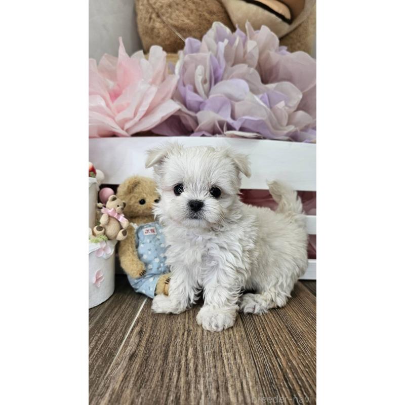 成約済の埼玉県のチワマル:チワワ×マルチーズ-396176の8枚目