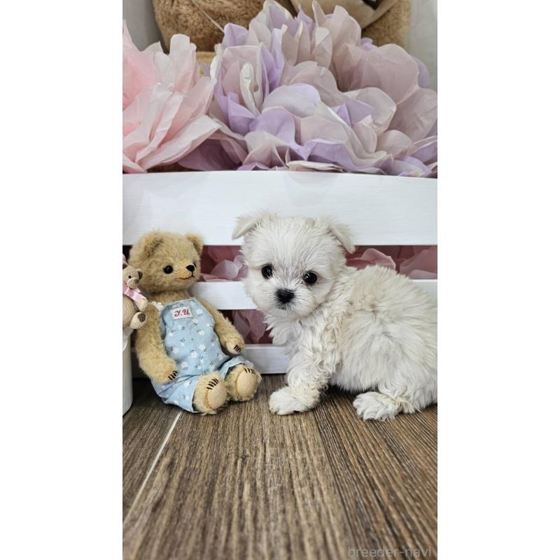 成約済の埼玉県のチワマル:チワワ×マルチーズ-396176の7枚目