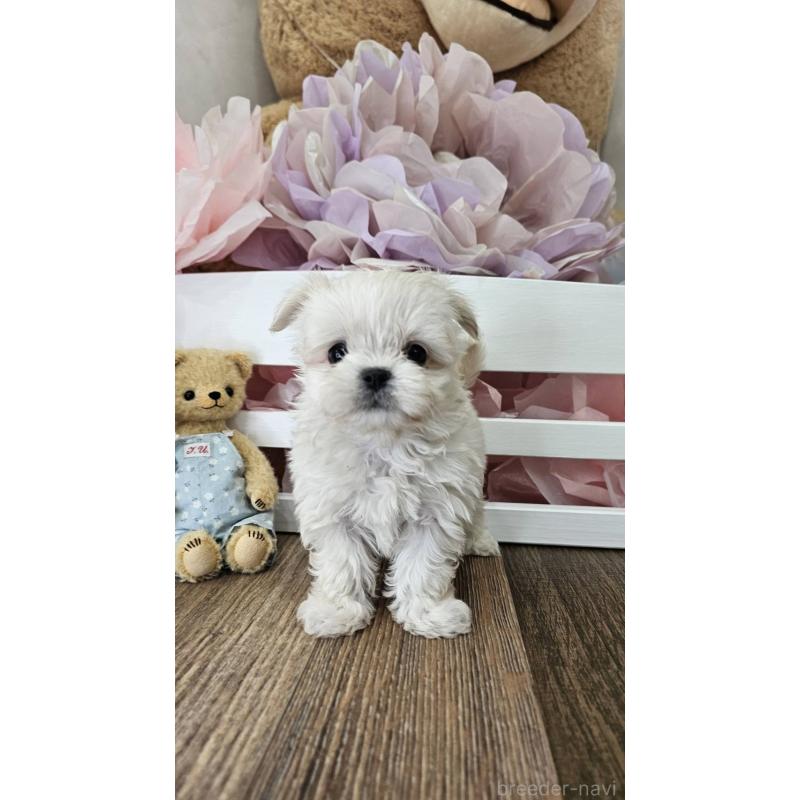 成約済の埼玉県のチワマル:チワワ×マルチーズ-396176の6枚目