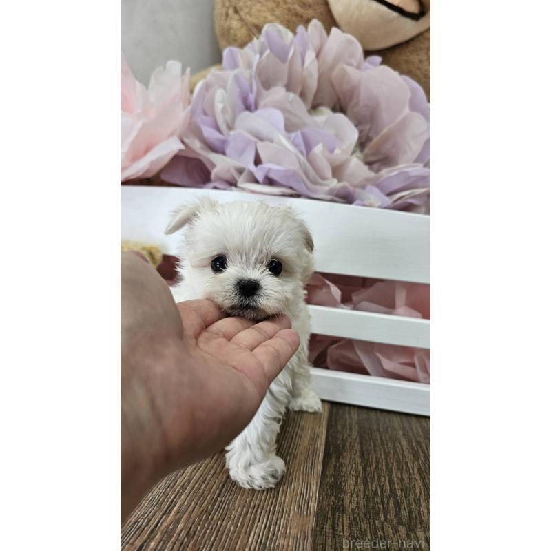 成約済の埼玉県のチワマル:チワワ×マルチーズ-396176の5枚目