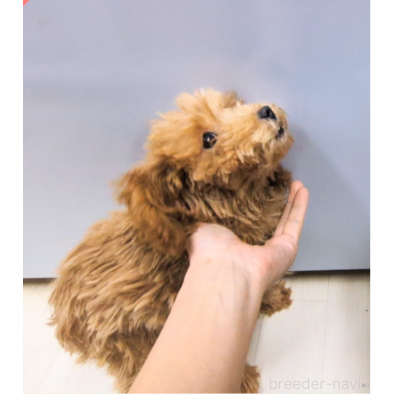 販売中の茨城県のタイニープードル-397418の2枚目
