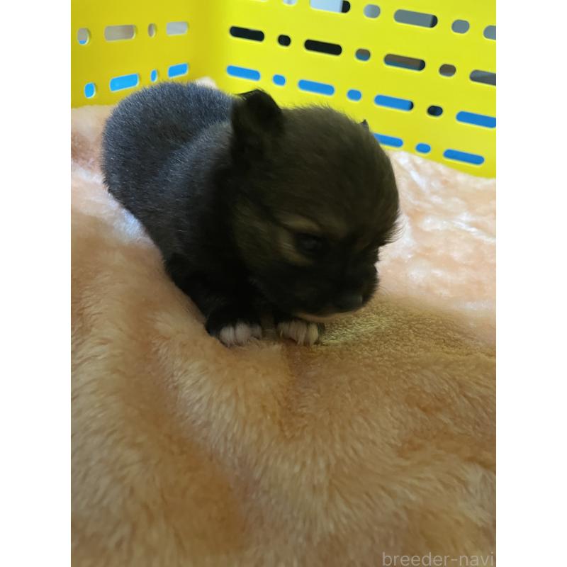販売中の静岡県のポメチワ:ポメラニアン×チワワ-397431の4枚目