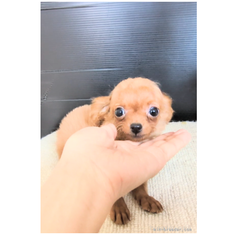 販売中の茨城県のミックス犬-397432の3枚目