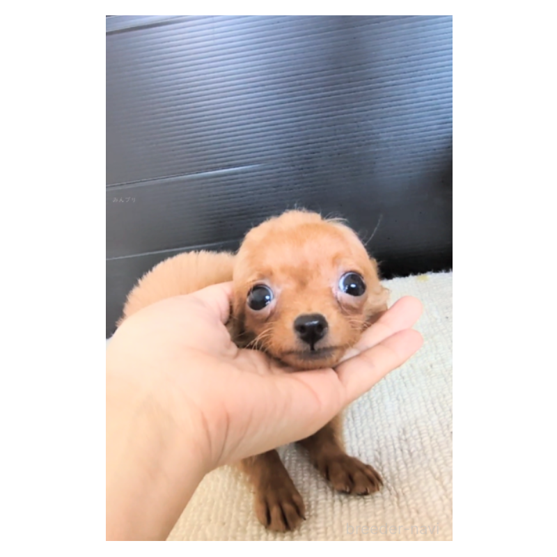 販売中の茨城県のミックス犬-397432の2枚目