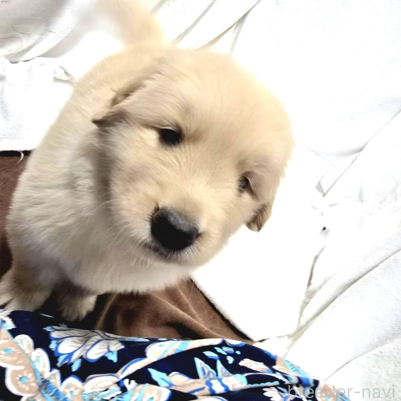 販売中の静岡県のゴールデンレトリーバー-397455の2枚目