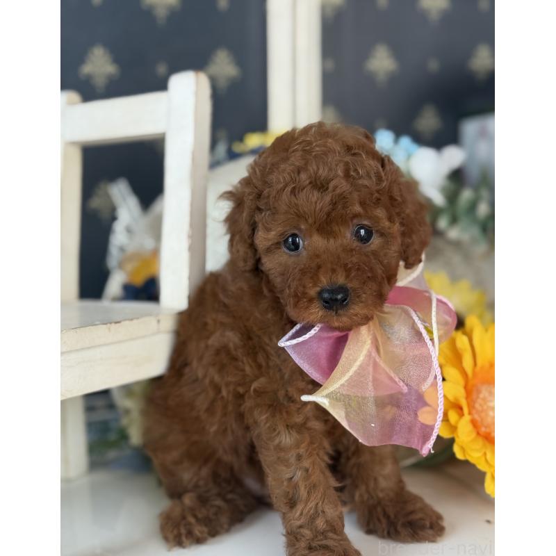 バンビちゃん1枚目