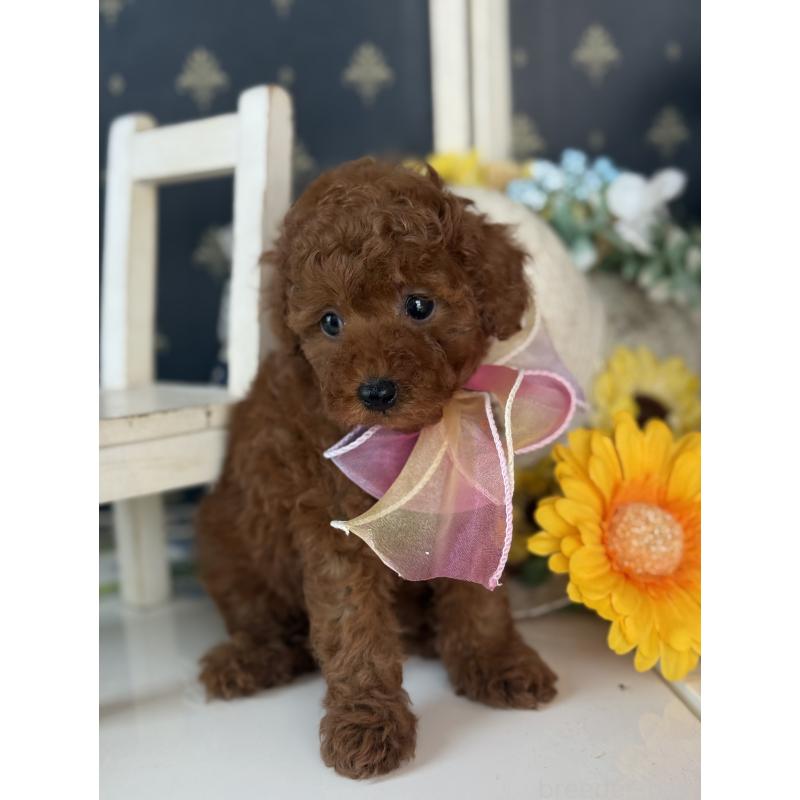 バンビちゃん1枚目