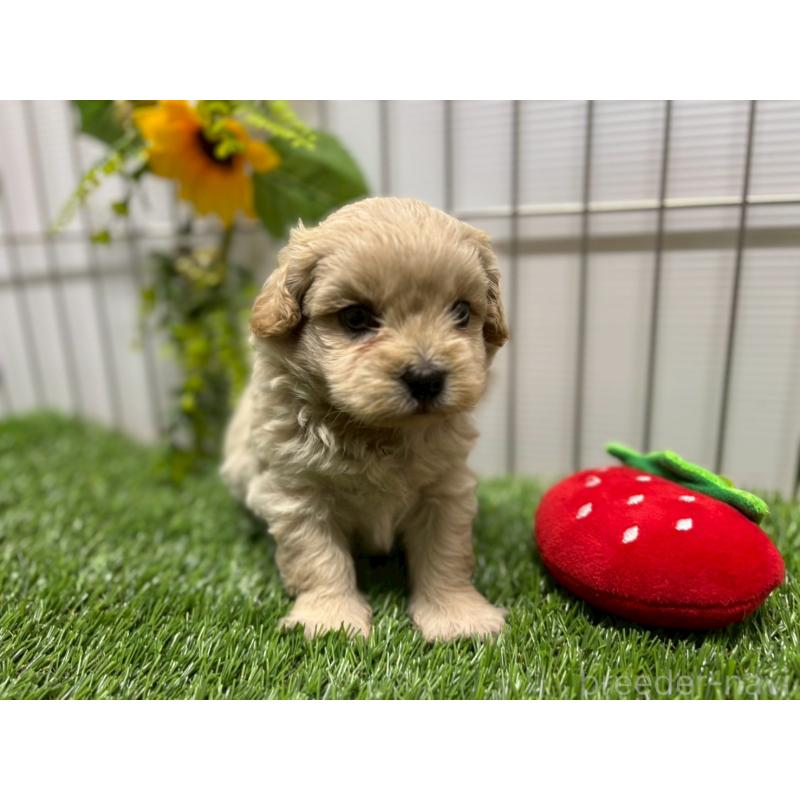 販売中の鹿児島県のミックス犬-397464の3枚目