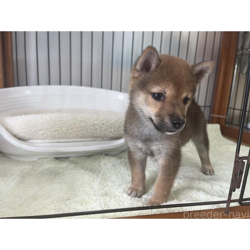 成約済の岡山県の豆柴-393618の5枚目