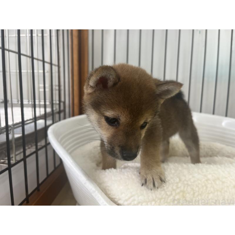 成約済の岡山県の豆柴-393618の4枚目
