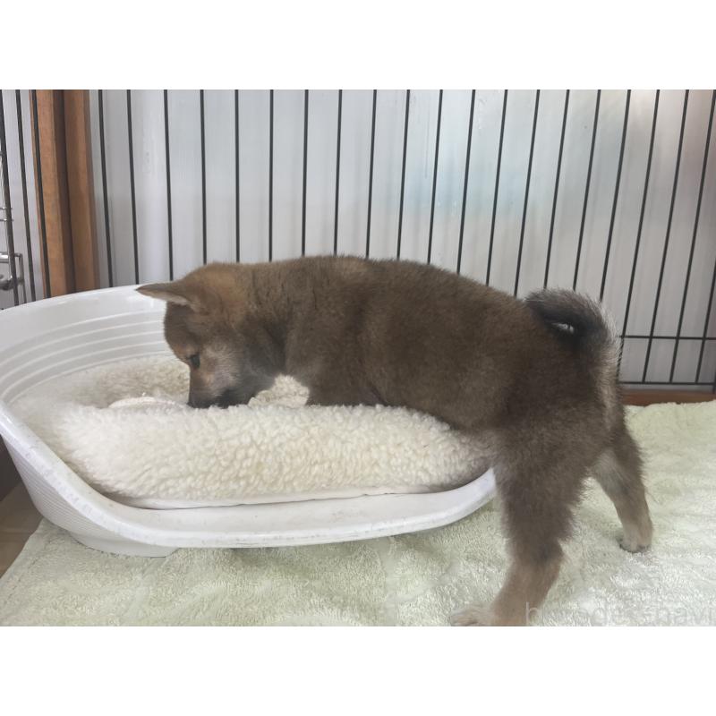 成約済の岡山県の豆柴-393618の2枚目