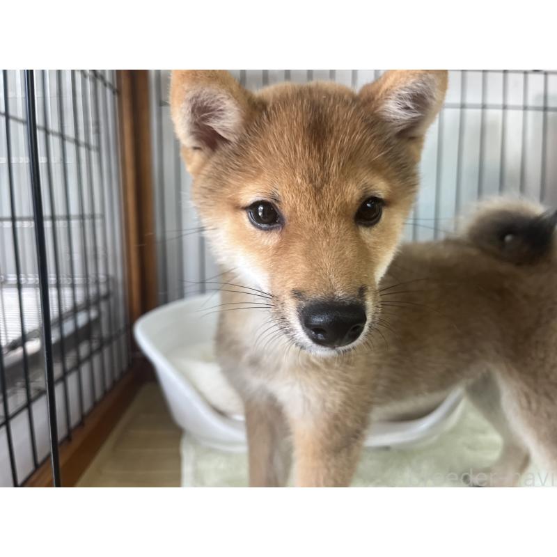 販売中の岡山県の豆柴-380931の5枚目
