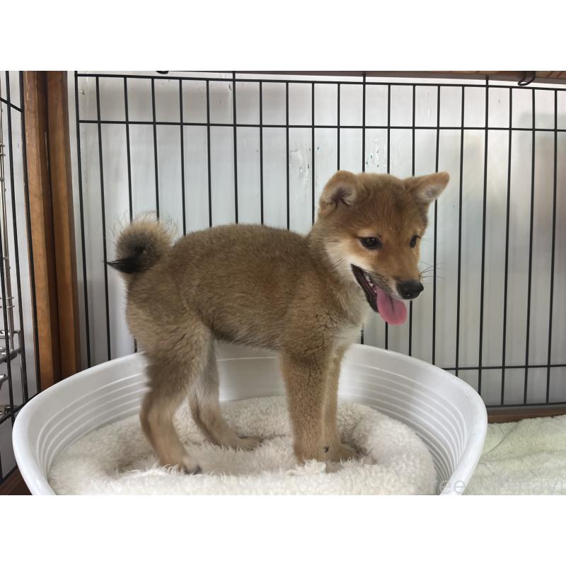 販売中の岡山県の豆柴-380931の3枚目