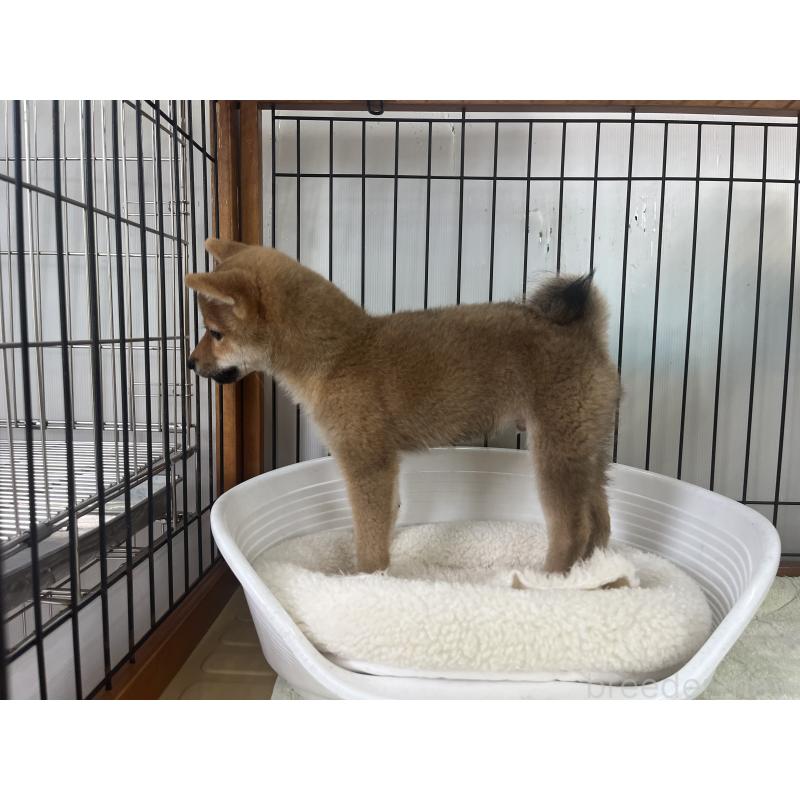 販売中の岡山県の豆柴-380931の2枚目