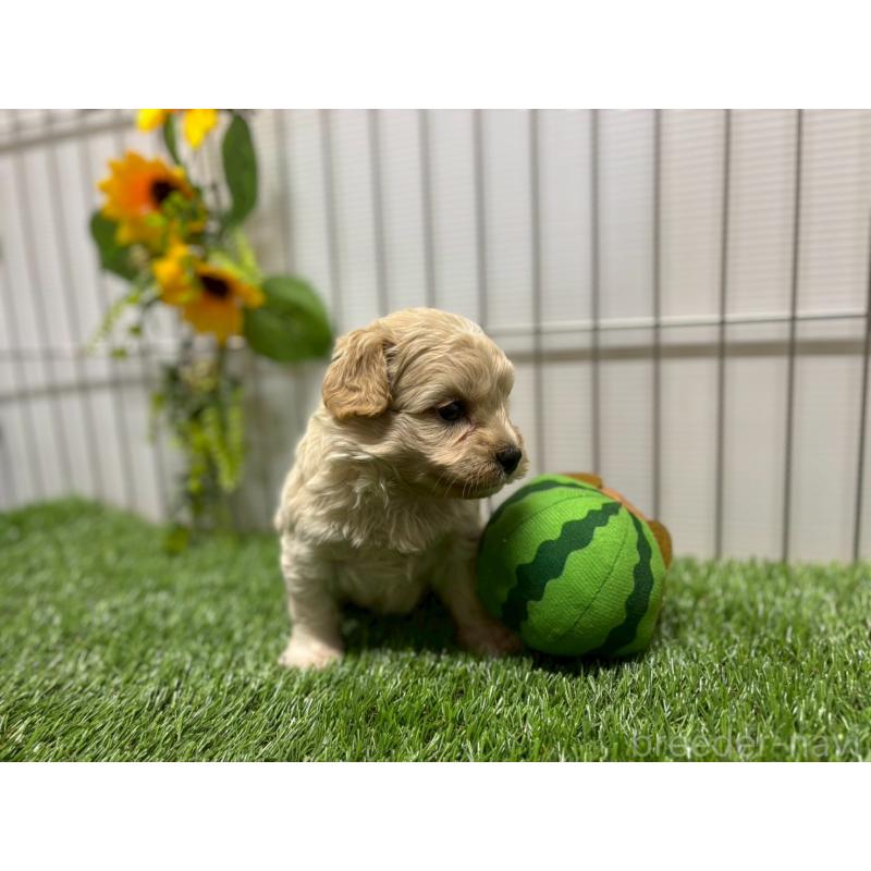 販売中の鹿児島県のミックス犬-397467の4枚目