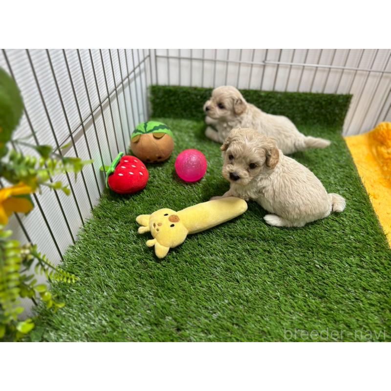 販売中の鹿児島県のミックス犬-397467の2枚目