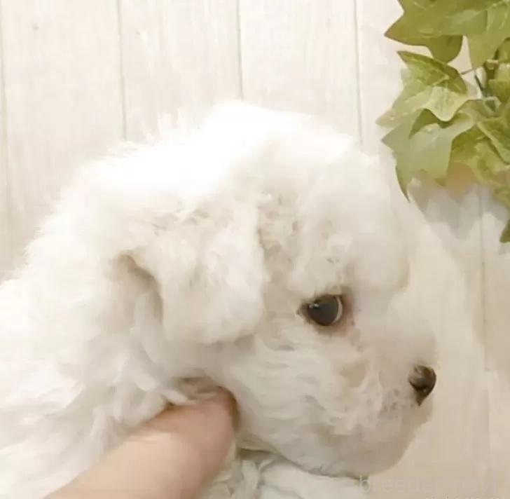 販売中の愛知県のビションフリーゼ-393209の4枚目