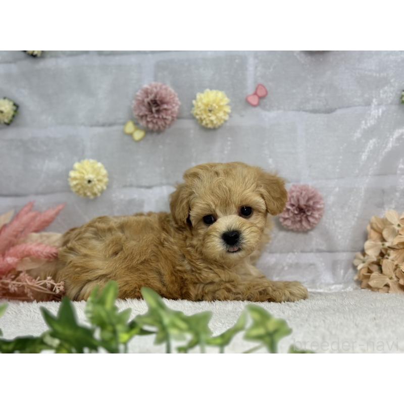 販売中の三重県のマルプー:マルチーズ×トイプードル-397474の4枚目