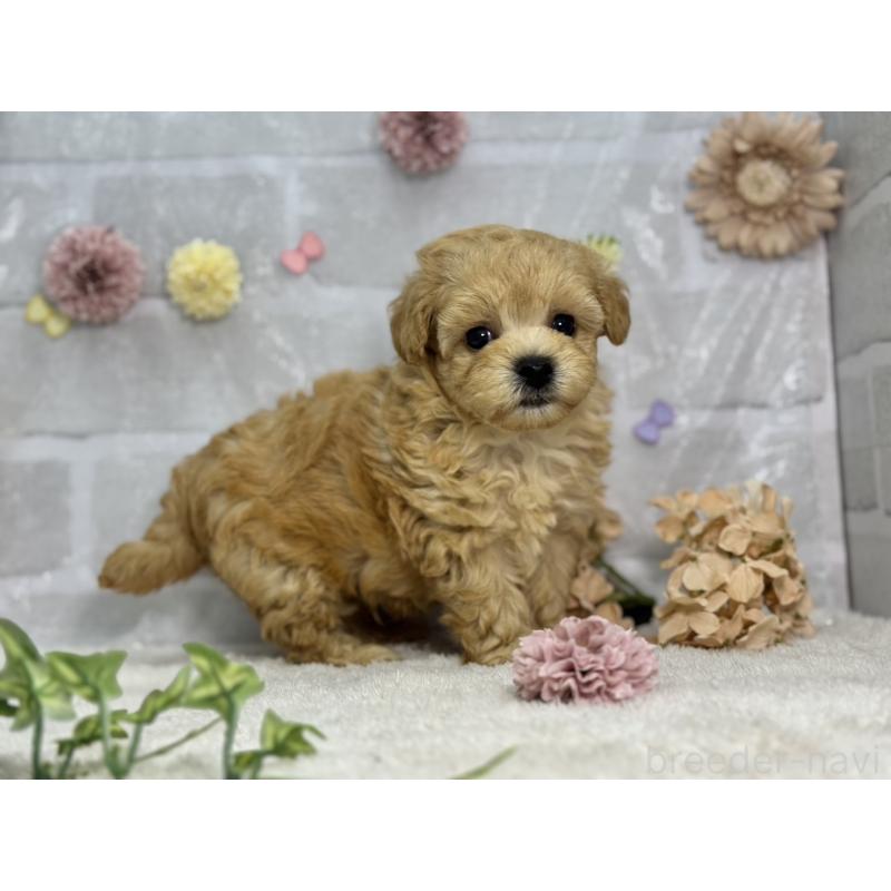 販売中の三重県のマルプー:マルチーズ×トイプードル-397474の2枚目