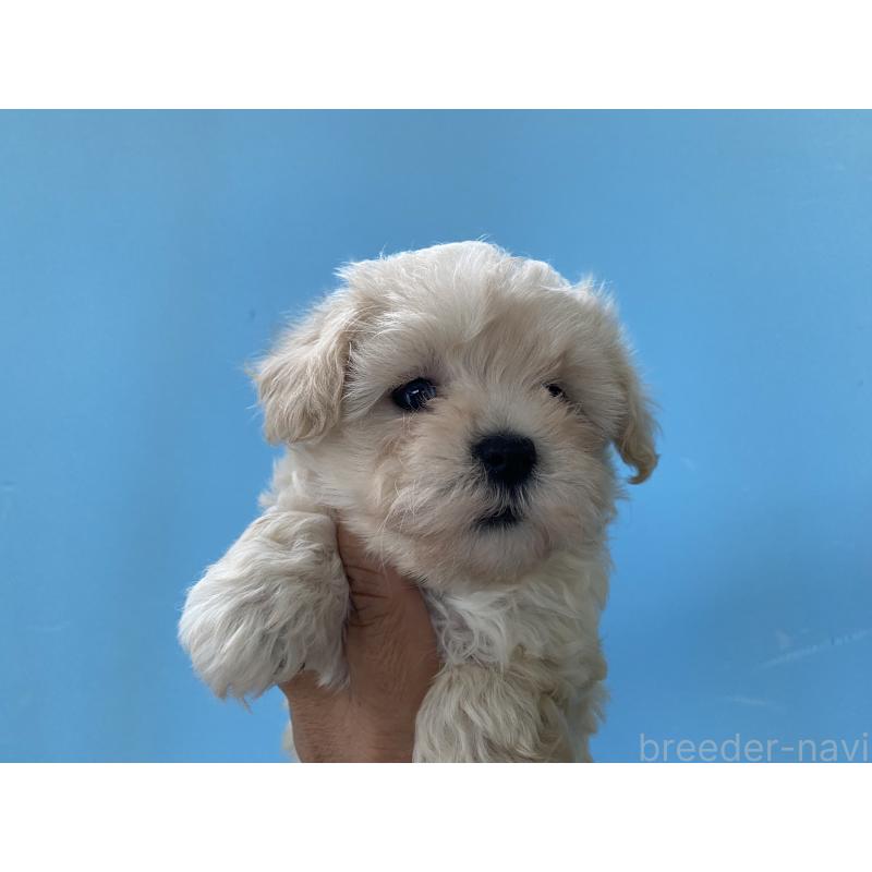 販売中の三重県のミックス犬-397473の7枚目