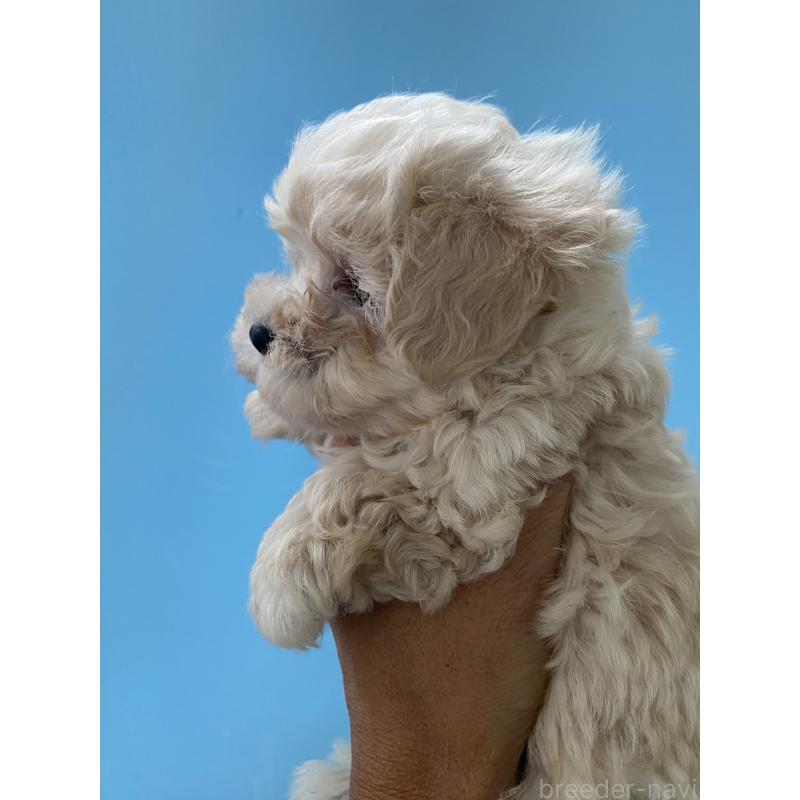 販売中の三重県のミックス犬-397473の6枚目