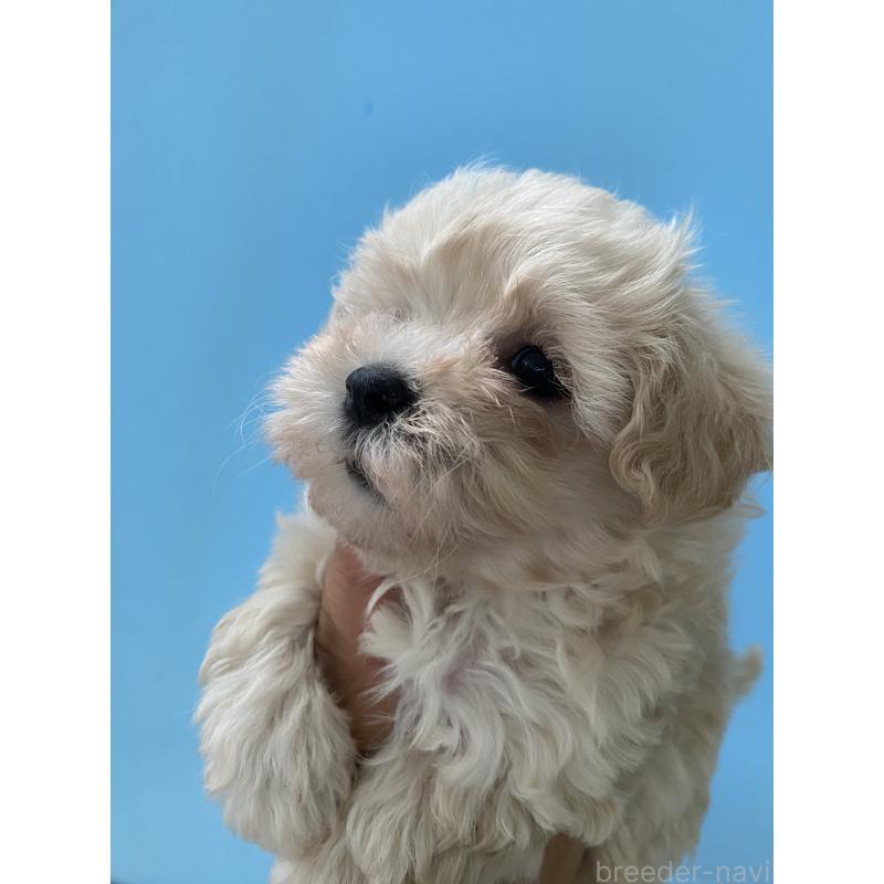 販売中の三重県のミックス犬-397473の4枚目