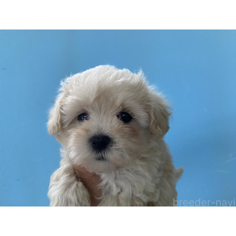 販売中の三重県のミックス犬-397473の3枚目