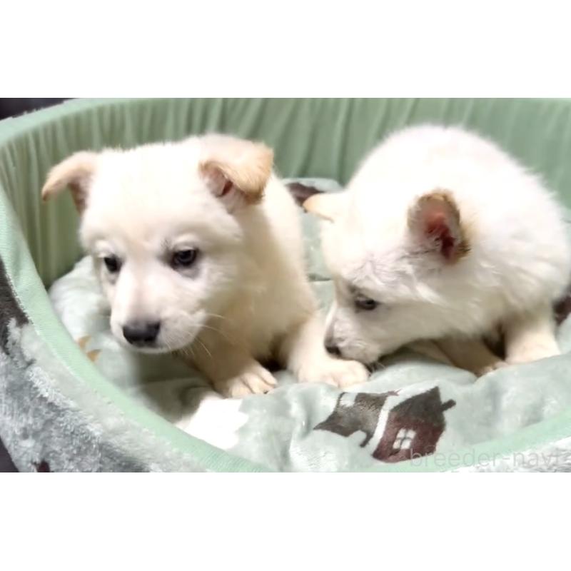 販売中の奈良県のホワイトスイスシェパードドッグ-397475の11枚目