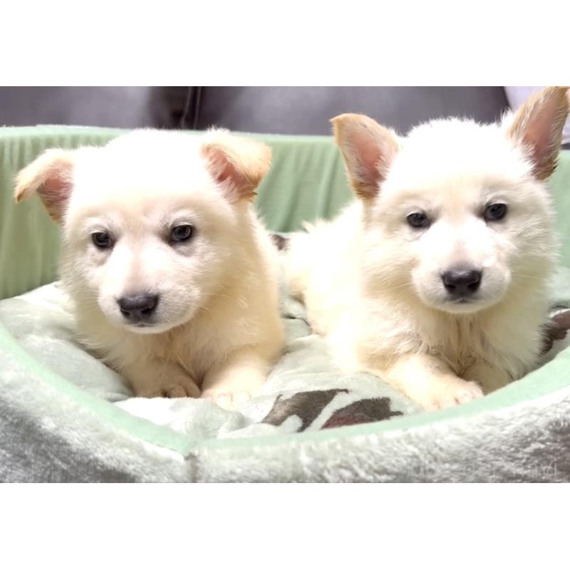 販売中の奈良県のホワイトスイスシェパードドッグ-397475の9枚目