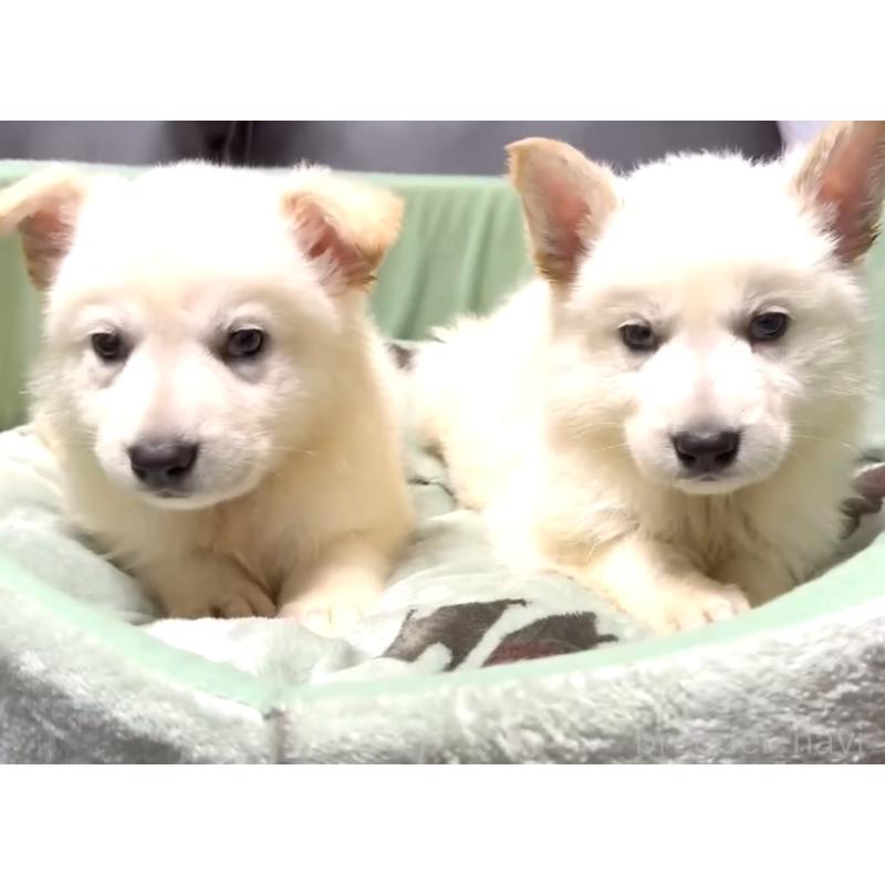 販売中の奈良県のホワイトスイスシェパードドッグ-397475の8枚目
