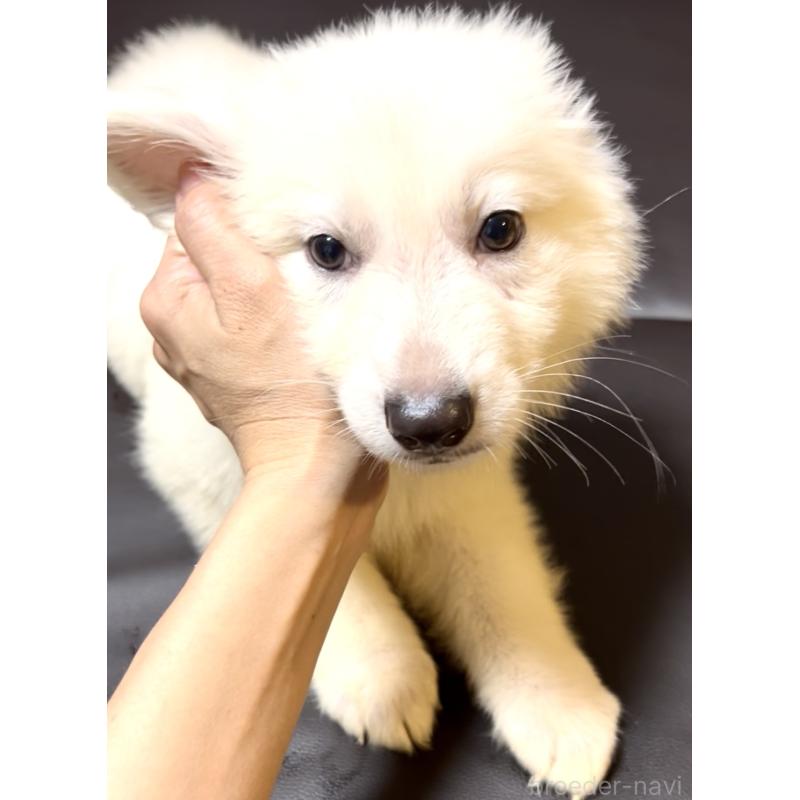 販売中の奈良県のホワイトスイスシェパードドッグ-397475の3枚目