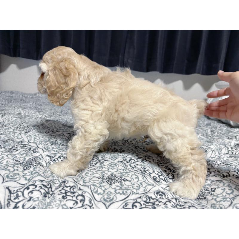 販売中の愛知県のアメリカンコッカースパニエル-397484の3枚目