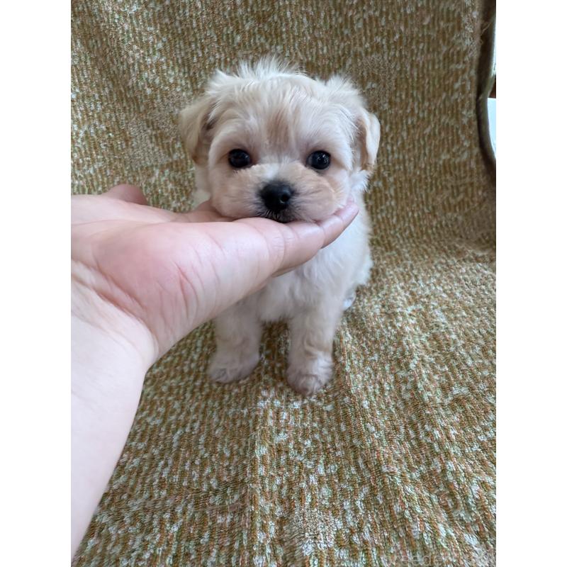 販売中の山形県のミックス犬-397501の4枚目