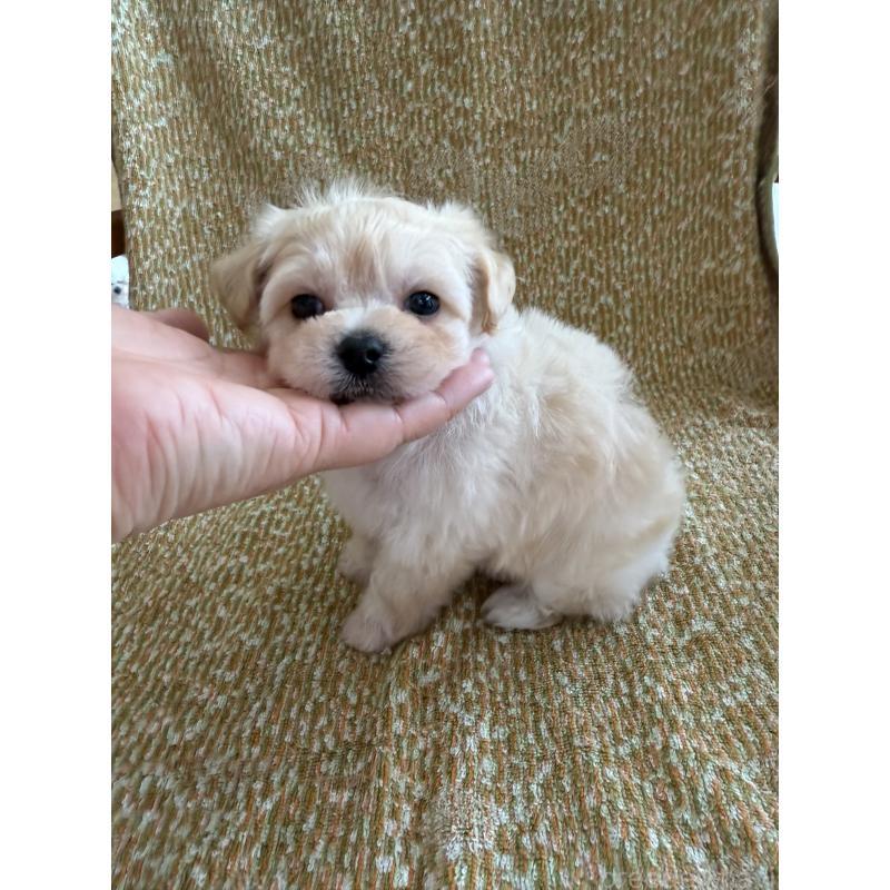 販売中の山形県のミックス犬-397501の3枚目