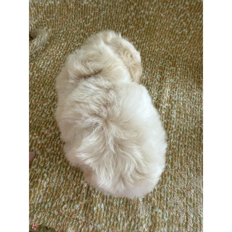 販売中の山形県のミックス犬-397501の2枚目