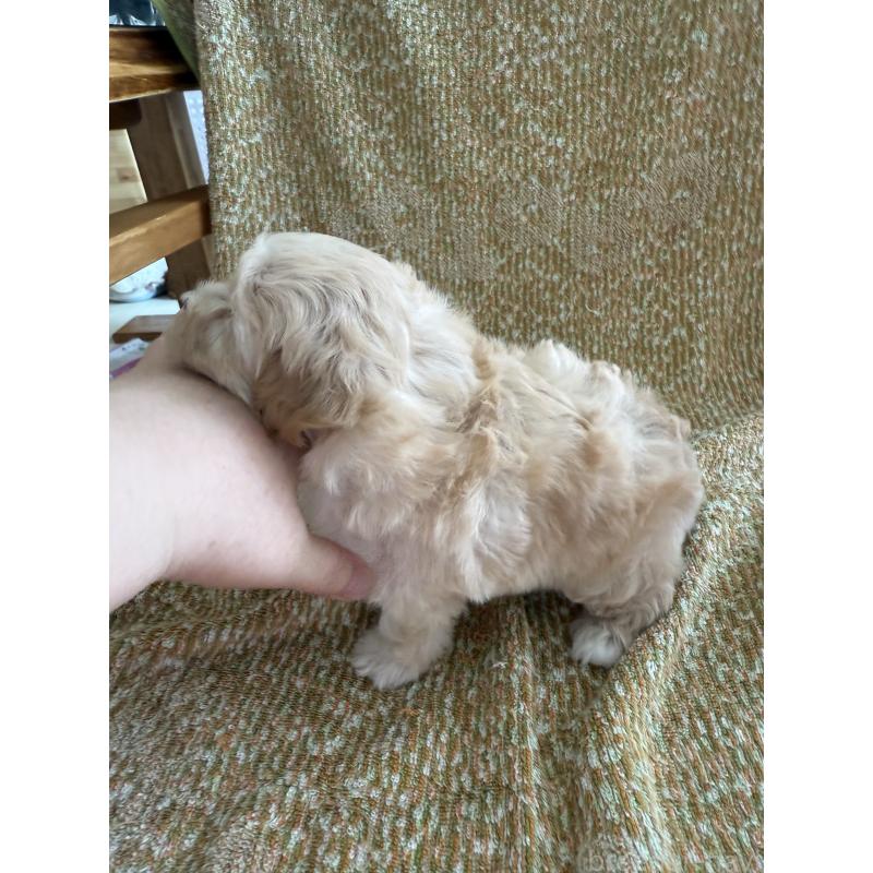 販売中の山形県のミックス犬-397502の3枚目
