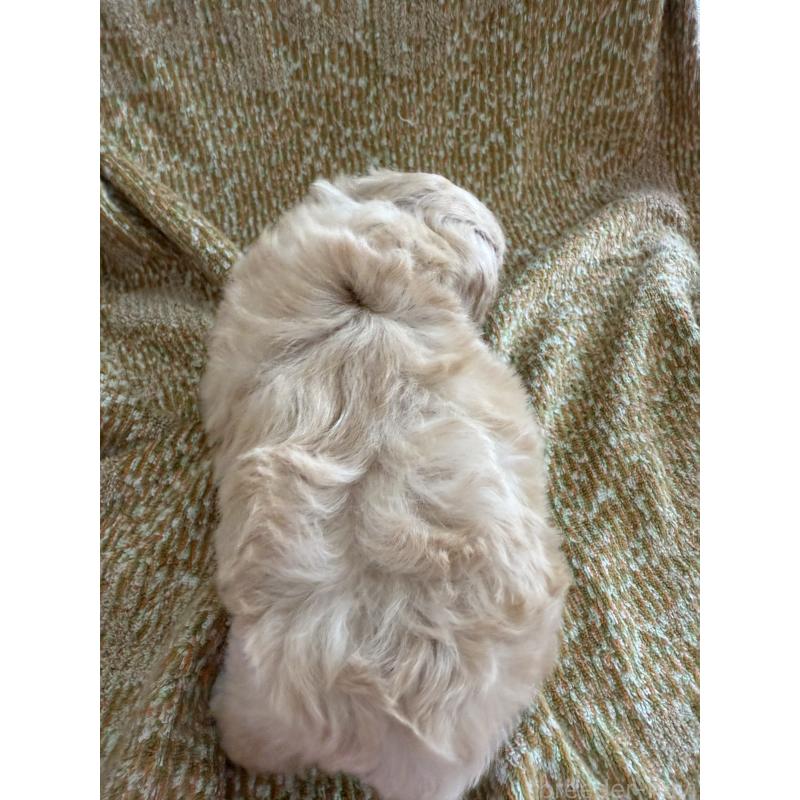 販売中の山形県のミックス犬-397502の2枚目