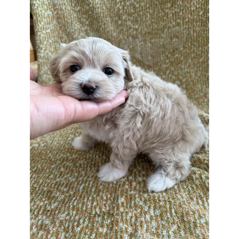 販売中の山形県のミックス犬-397503の3枚目