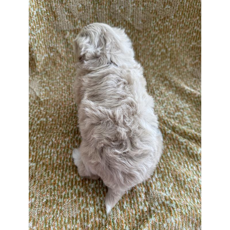 販売中の山形県のミックス犬-397503の2枚目