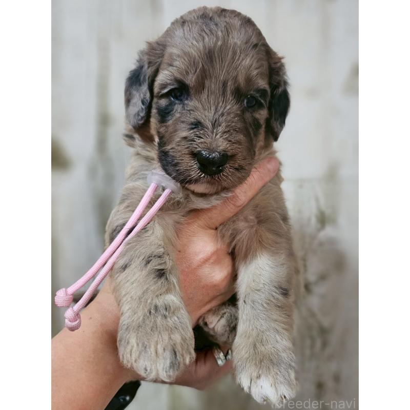 商談中の長野県のミックス犬-397513の1枚目