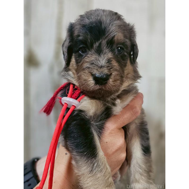 販売中の長野県のミックス犬-397514