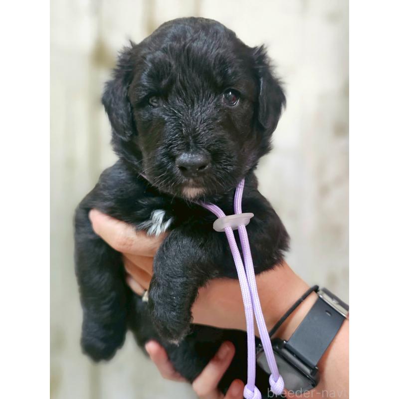 販売中の長野県のミックス犬-397515の1枚目