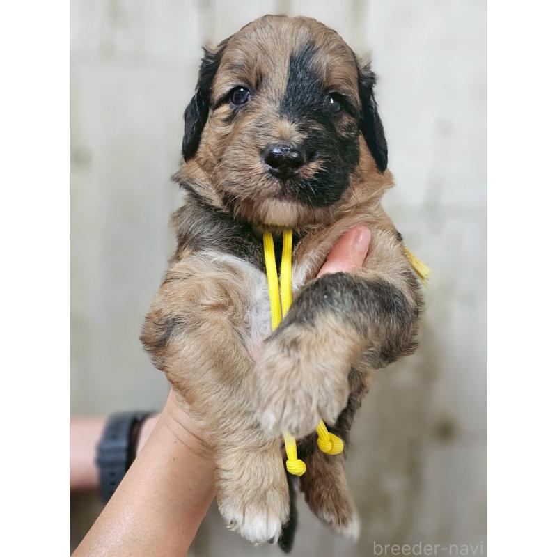 販売中の長野県のミックス犬-397516の1枚目
